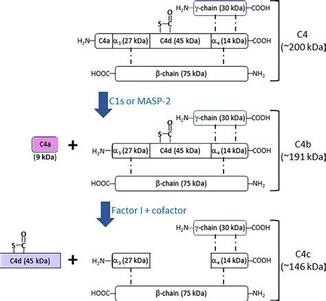 Frontiers | Complement C4, Infections, and Autoimmune Diseases