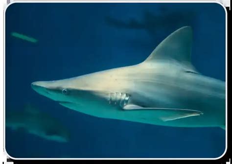Sandbar Shark – Facts, Size, Diet, Pictures