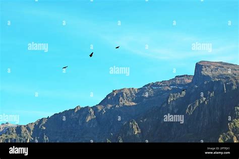 Flock of Andean condors flying over the Colca canyon in Peruvian ...