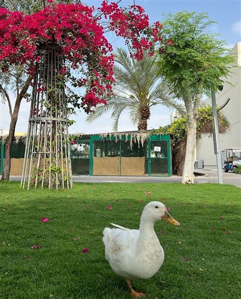 10 hidden gems in the UAE: Animal Sanctuary, Flower Farm and more ...