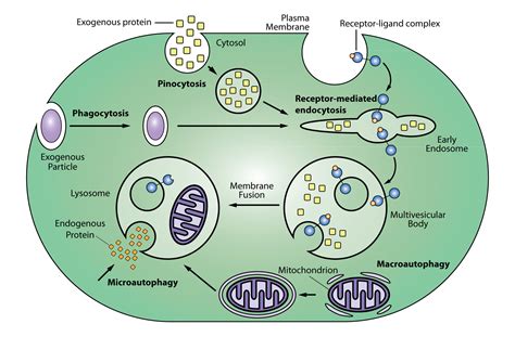 About the Endosomal Pathway