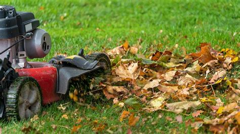 Pros And Cons: Mulching vs Raking Leaves | Angi