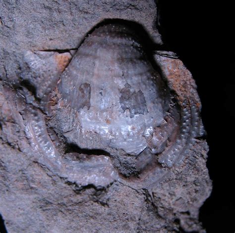 Louisville Fossils and Beyond: Mississippian Spiny Brachiopod