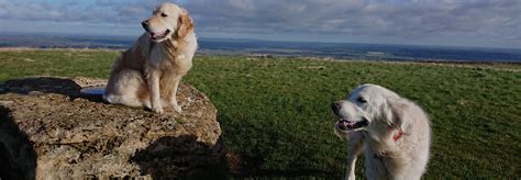 A dog-friendly guide to the Cotswolds | Holidays in the Cotswolds