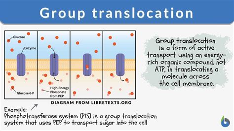 Group translocation - Definition and Examples - Biology Online Dictionary