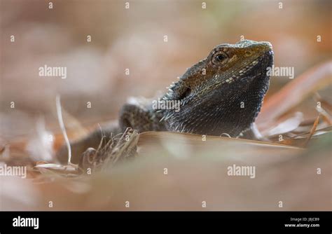 Eastern Bearded Dragon Stock Photo - Alamy