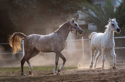 Cheap Horses: 10 Cheap Breeds & Where To Get Them