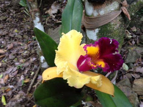 Rare orchid | Rare orchids, Orchids, Plants