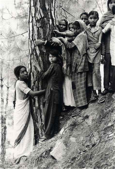 Where Did the Phrase “Tree-Hugger” Come From? | Latest News | Earth Island Journal | Earth ...