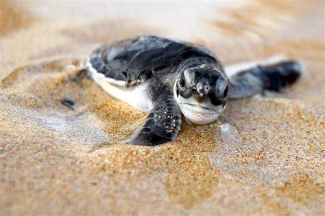 Baby Turtle Wallpaper - WallpaperSafari