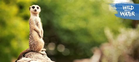 Insteresting Facts About Meerkats | Nestlé Pure Life