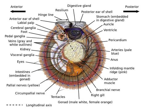 Scallop | Biology diagrams, Nutrition facts label, Scallop