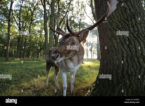 Deer with antlers Close up Stock Photo - Alamy