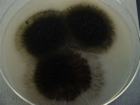 Black Mold - Mold Inspections & Testing by Informed Decisions