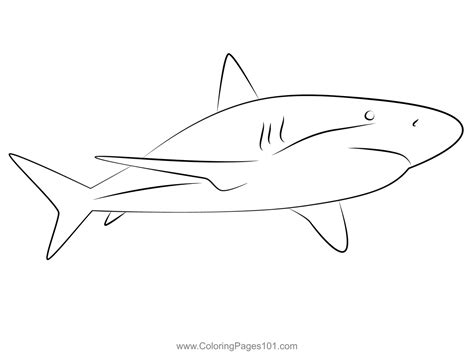 Caribbean Reef Shark Coloring Page | Shark coloring pages, Grey reef shark, Reef shark