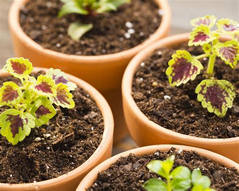 Coleus propagation: how to get more plants | Gardeningetc