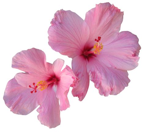 Hawaiian Flowers Png Blue Hibiscus Flower Png Freeuse - vrogue.co