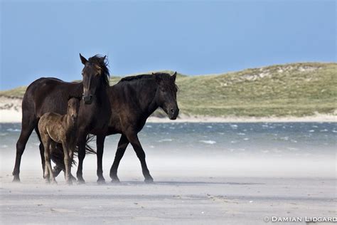 Pin on Sable Island Horses