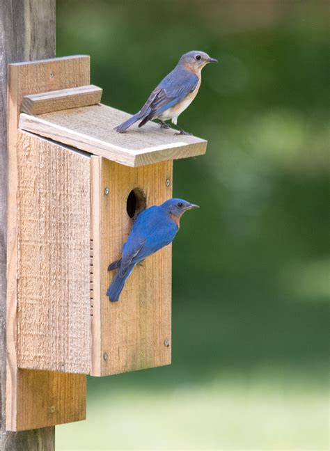 Eastern Bluebirds | Eastern bluebird, Blue bird, Eastern