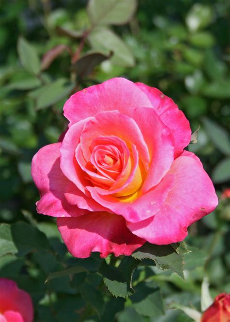 Treat mom to Knockout, hybrid tea roses at home | Mississippi State University Extension Service