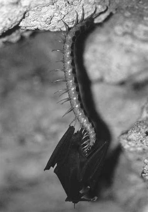 Centipedes And Spiders Prey on Bats : ScienceAlert