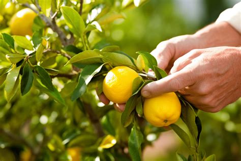 How To Prune A Lemon Tree - Allotment Ideas