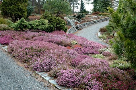 The heather garden | The University Gardens | UiB