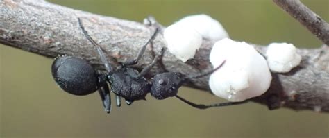 Ant Behaviour · iNaturalist