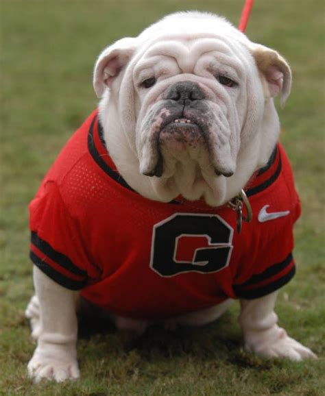 Pin by Madwild Spirit on Live Mascots: Georgia Bulldogs | Pinterest