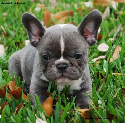 French Bulldog - Puppies, Rescue, Pictures, Information, Temperament ...