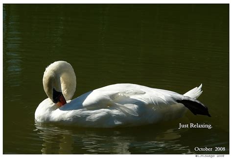 Swan Lovers