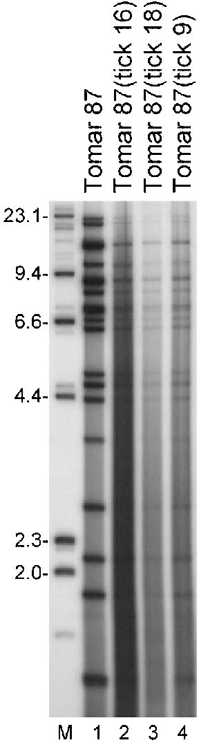 BamHI restriction enzyme analysis of genomes of Portuguese ASF virus ...