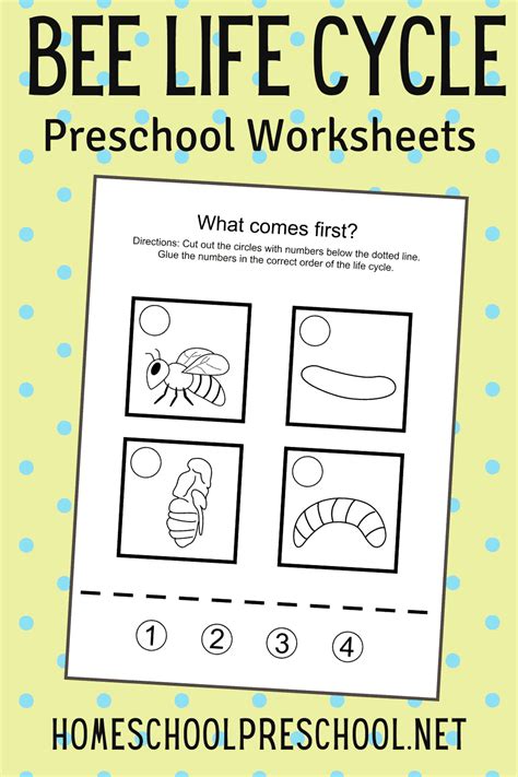 Free Printable Honey Bee Life Cycle Worksheet