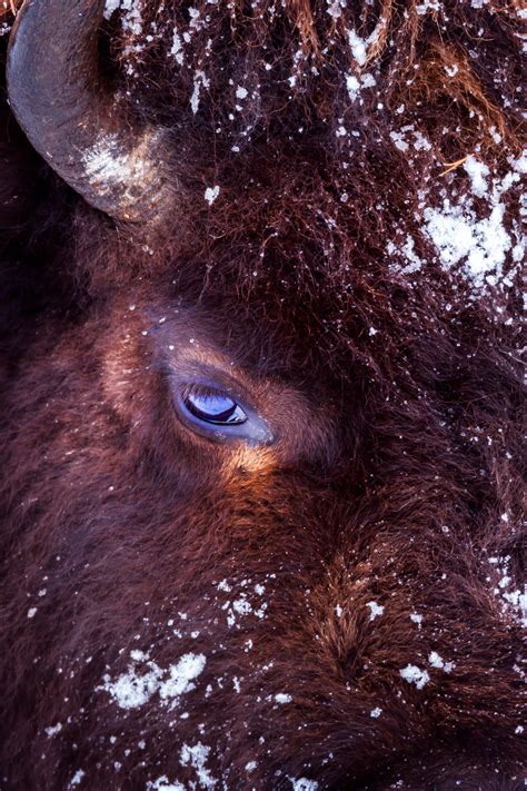 Yellowstone Bison Closeup Of Eye In Winter Fine Art Print | Joseph C. Filer