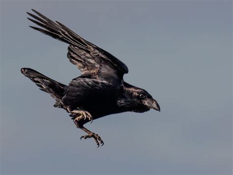 3,000+ Free Crow & Nature Images - Pixabay