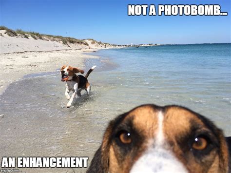 Dog Photobomb Meme - PetsWall