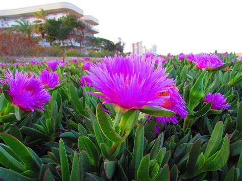 Carpobrotus edulis de tarde. | Plants, Garden, Flowers