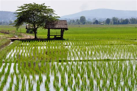 rice paddy - Google Search | Projects to Try | Pinterest