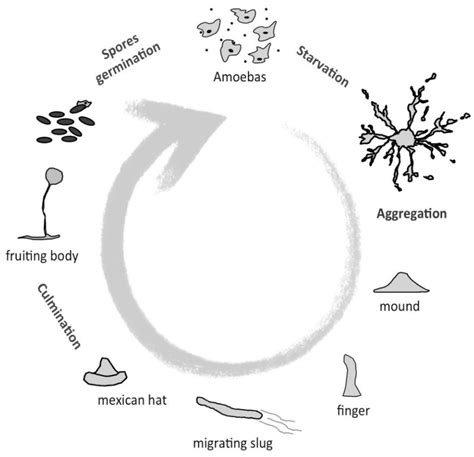 Cells | Free Full-Text | Unfolding the Endoplasmic Reticulum of a ...