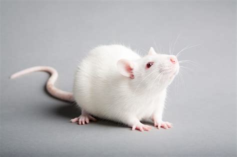 Antibiotic Doxycycline Prevents Nerve Cell Damage in Mice with Parkinson’s