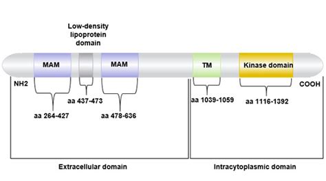 What Are the Effects of Abnormalities in the ALK Gene-CUSABIO