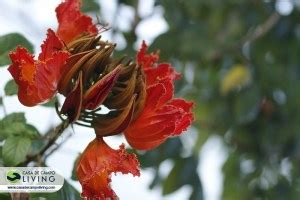 Amapola, the flower that inspired THAT song (or sort of) | Casa de Campo Living