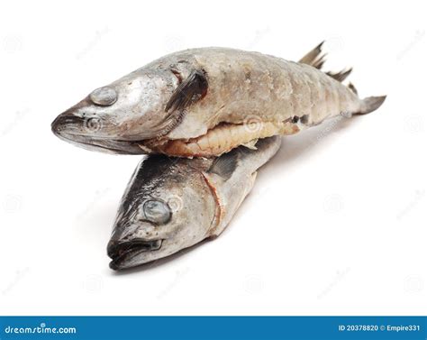 Cod fish stock photo. Image of codfish, fishing, fish - 20378820