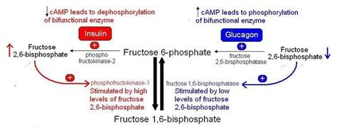 Fructose 2,6 bisphosphate - Alchetron, the free social encyclopedia