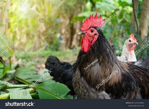 Blue Australorp Rooster Animal Free Range Stock Photo 2135105883 ...