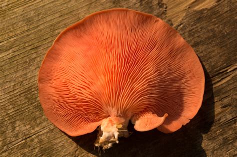 All About The Pink Oyster Mushroom - Minneopa Orchards