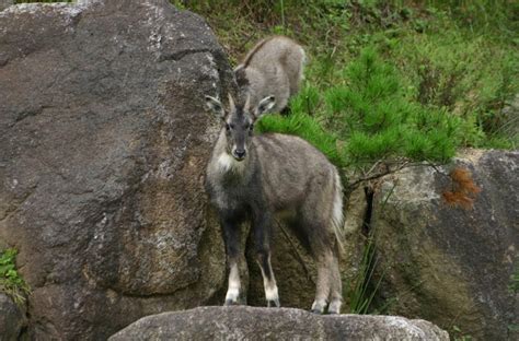 Rare Photos of Thriving Wildlife in the DMZ Between North and South ...