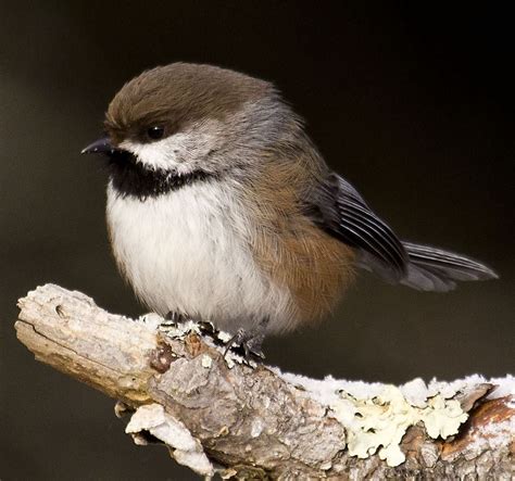 The Boreal Chickadee, a State Indicator Species in Decline - mlive.com