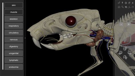 3D Rat Anatomy - Biosphera