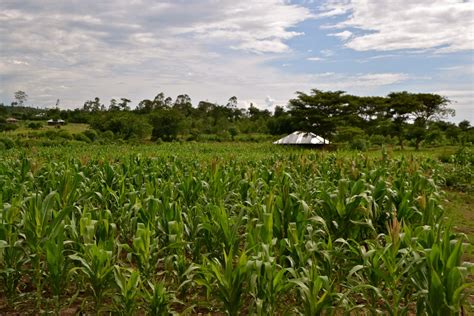 Climate-smart farmer Peris Owiti shows off her female demonstration plot in Kenya | CCAFS: CGIAR ...